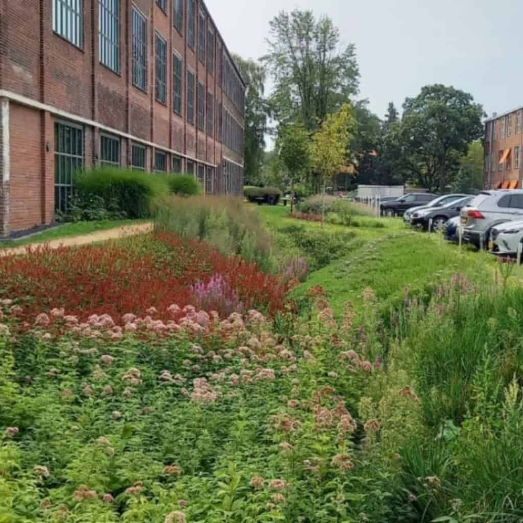 Foto van een raingarden